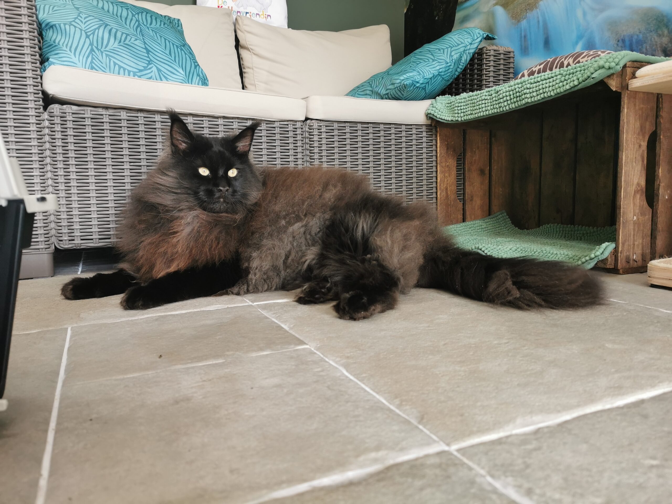 De Kattenvriendin, gediplomeerd Kat en Vacht vriendelijk Kattentrimster.