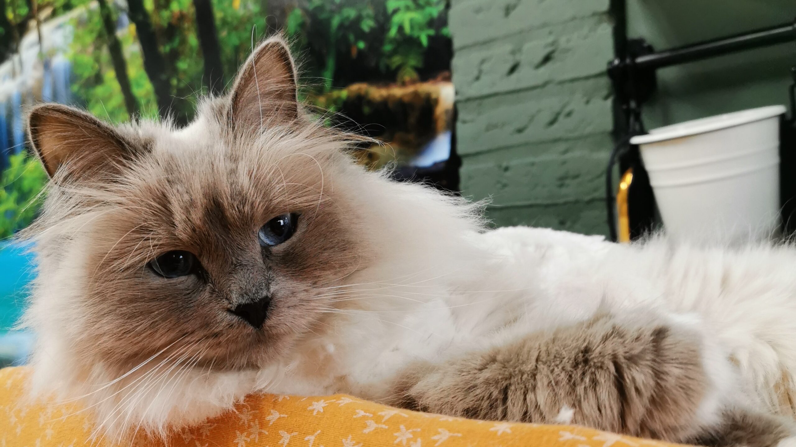De Kattenvriendin, gediplomeerd Kat en Vacht vriendelijk Kattentrimster.